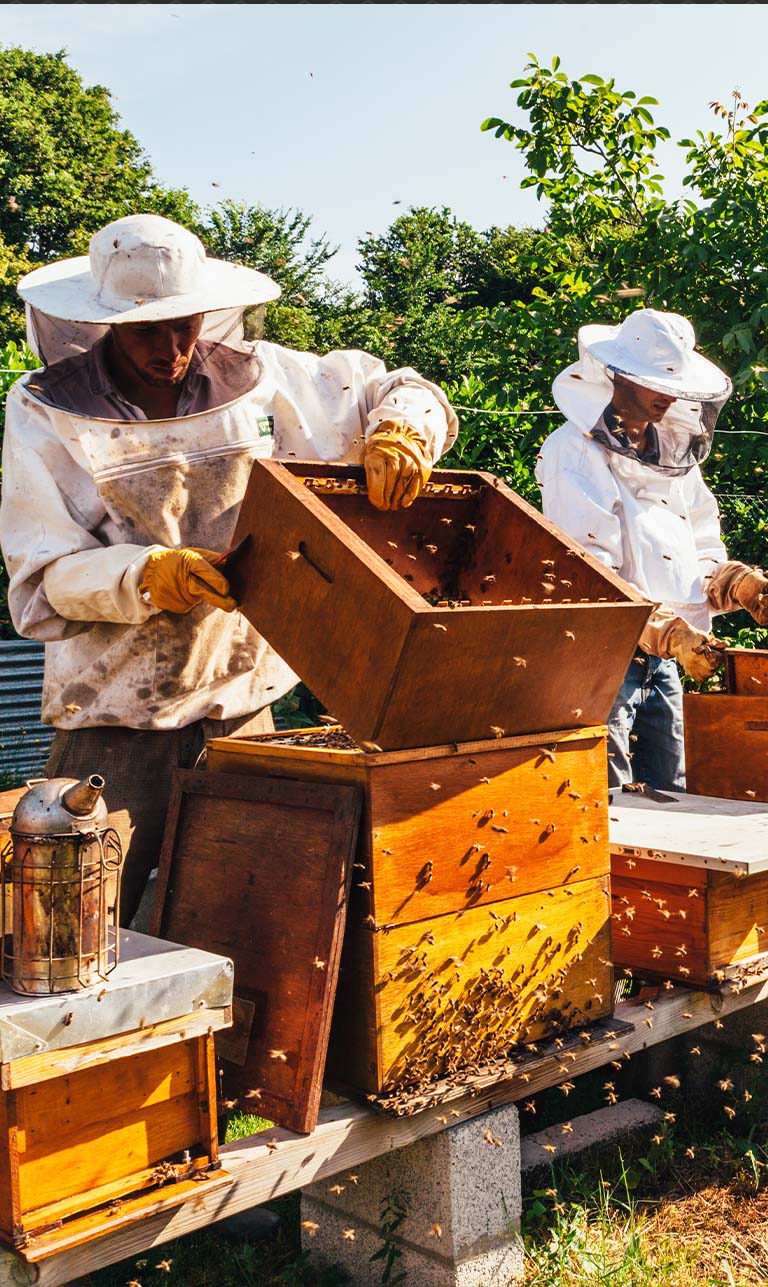 Wild Hill Apiary